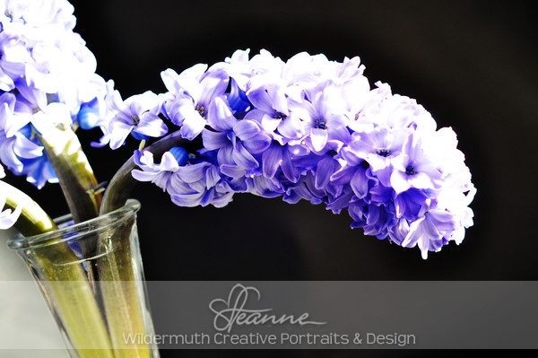 Nature Photo Print : Lilac