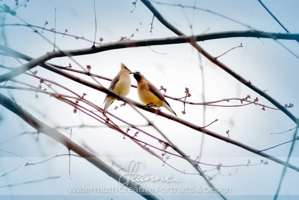 Nature Photo Print : Romantic Waxwings