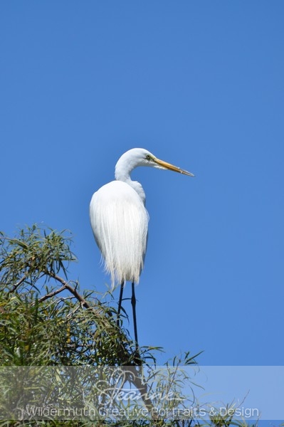 Nature Photo Print : Egret