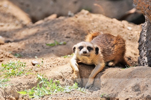 Nature Photo Print : Meerkat