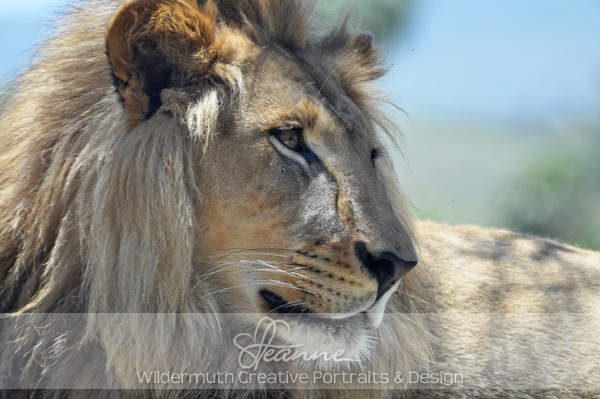 Nature Photo Print : Lion