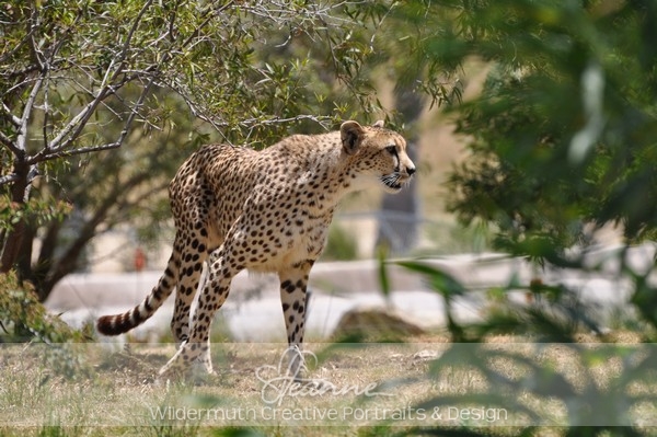 Nature Photo Print : Cheetah
