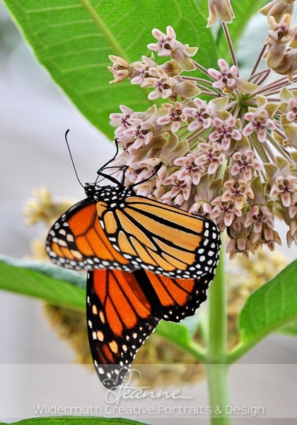 Nature Photo Print : Monarch