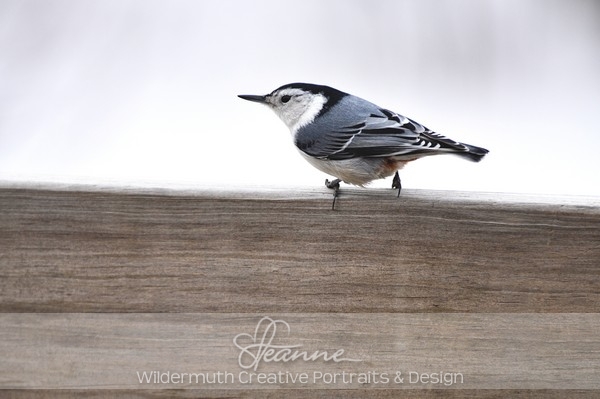 Nature Photo Print : Nuthatch