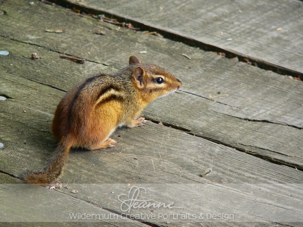 Nature Photo Print : Chipmunk