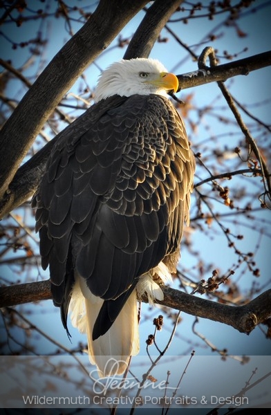 Nature Photo Print : Eagle No.1