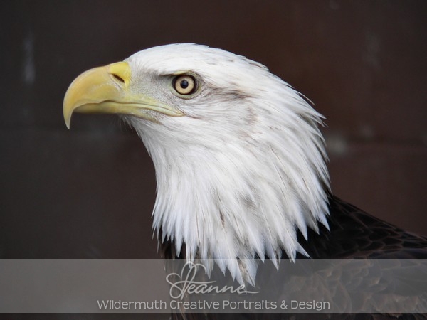 Nature Photo Print : Eagle No.3