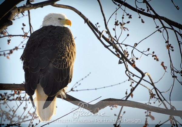Nature Photo Print : Eagle No.2