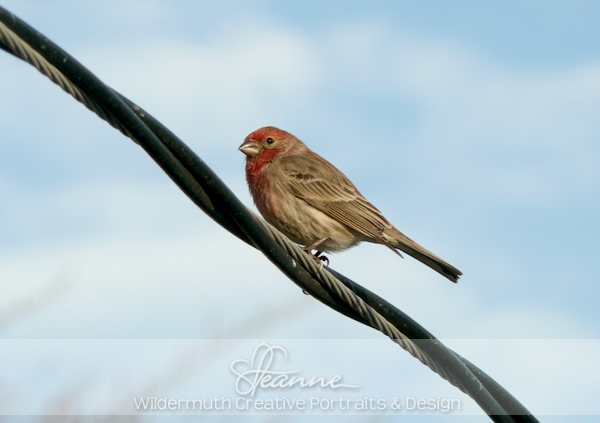 Nature Photo Print : House Finch