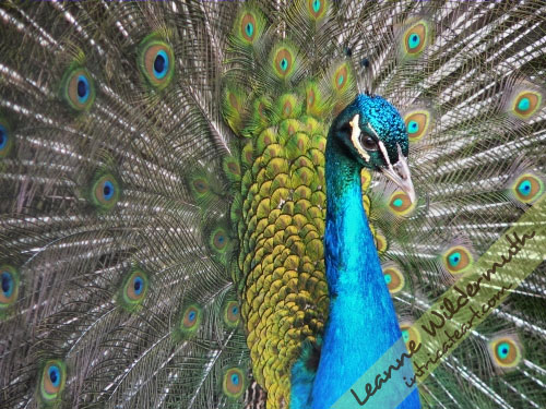 Art Print : Peacock