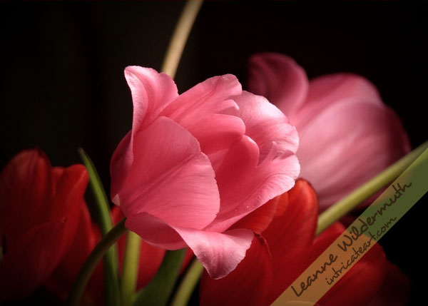 Art Print : Pink Tulip