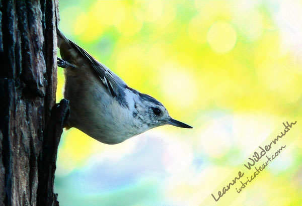 Art Print : Nuthatch
