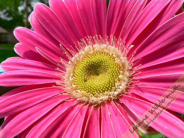 Art Print : Pink Gerbera Daisy