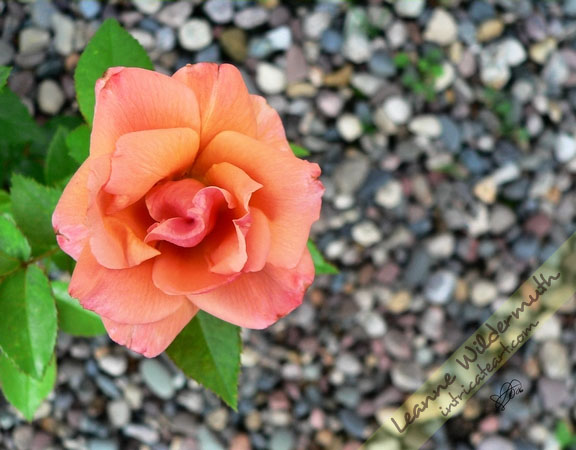 Art Print : Peach Rose