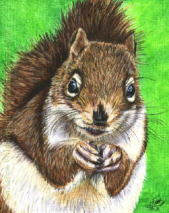 200429 Squirrely III brown squirrel india ink wildlife painting