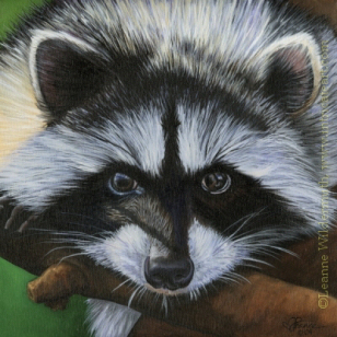 raccoon painting oil wildlife nature Coon
