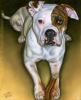 Custom Dog Portrait oil pet painting american bulldog Sheba