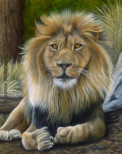 200522 Custom Wildlife Painting Lion oil art