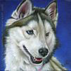 Custom Dog Portrait Badger Siberian Husky silver oil painting original traditional realistic fine art