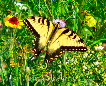 swallowtail2.jpg