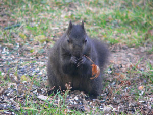 black squirrel photograph