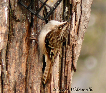 brown creeper illinois nuthatch look brown spotted speckled back