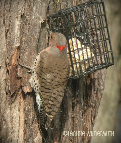 northern flicker large tree climber' class=