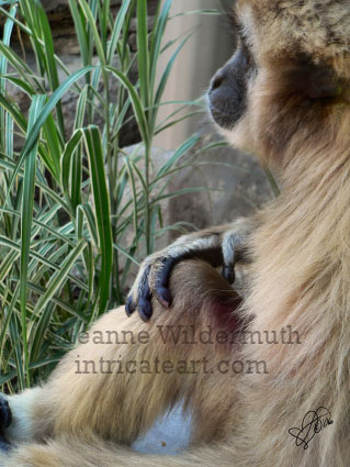 gibbon monkey art digital photography print