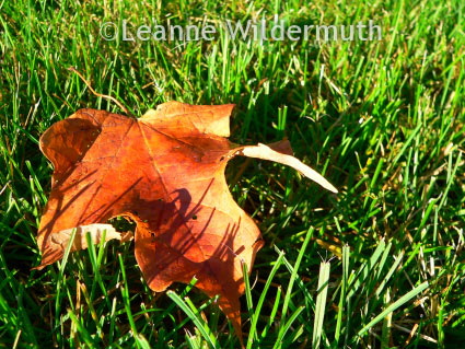 maple leaf fall photograph
