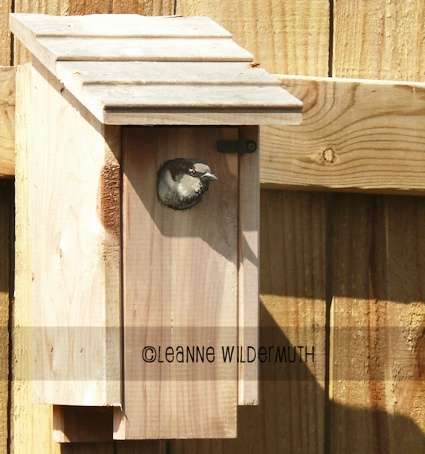 male house sparrow nesting birdhouse' class=