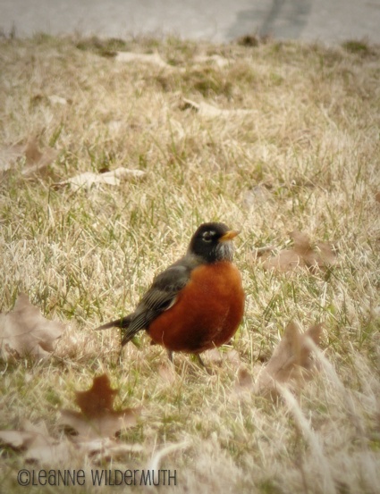red breasted american robin spring bird' class=