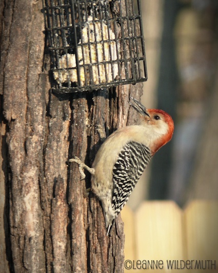 red bellied woodpecker' class=