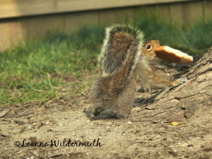 squirrel carrying whole piece of bread