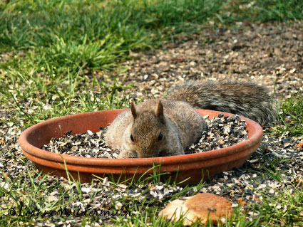 squirrel lying in the food