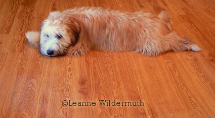 soft coated wheaten terrier tucker