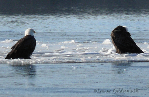 pair of eagles sitting on ice Mississippi  river' title=