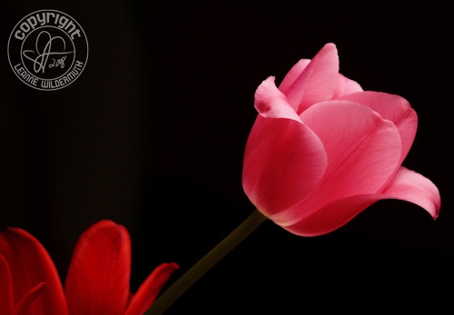 tulip floral flower photograph leanne wildermuth' class=
