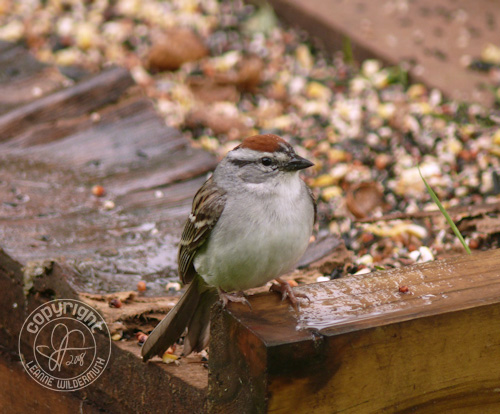 chipping sparrow bird photo leanne wildermuth