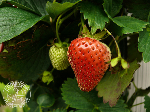 strawberry ripe photo leanne wildermuth