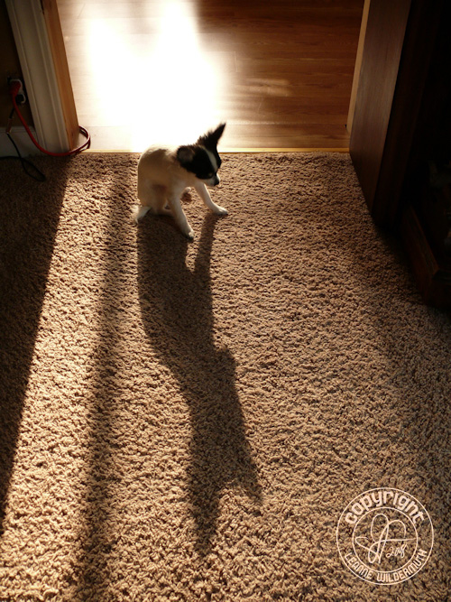 chiapoo puppy reflection shadow photo leanne wildermuth