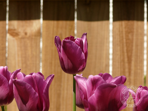purple tulips flower photo leanne wildermuth