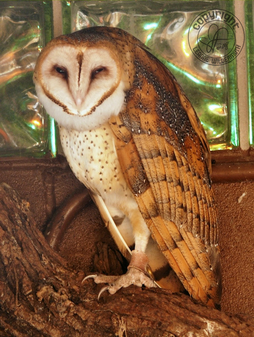 barn owl trance sleepy leanne wildermuth