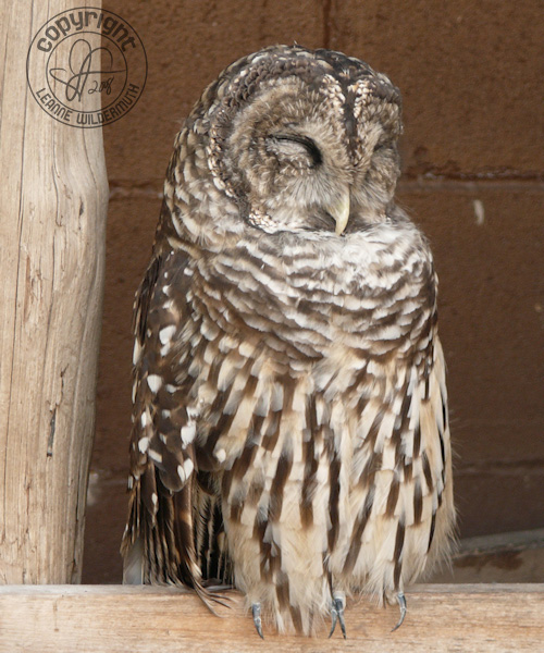 barred owl poof bird sleeping leanne wildermuth