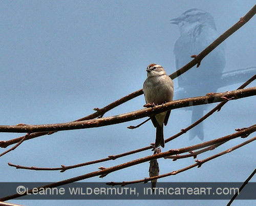 chipping sparrow perched and singing overlay photo leanne wildermuth' class=