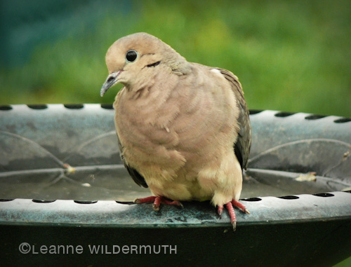 curious mourning dove copyright leanne wildermuth' class=