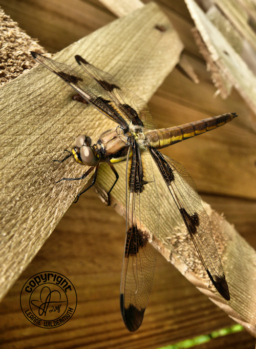 dragonfly macro leanne wildermuth