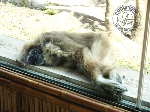 gibbon monkey relaxing leanne wildermuth