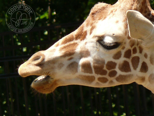 giraffe close up photo leanne wildermuth