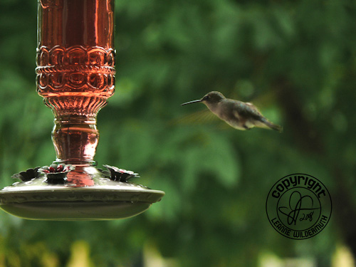 hummingbird hover photo leanne wildermuth