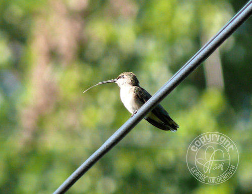 hummingbird perched tongue sticking out leanne wildermuth